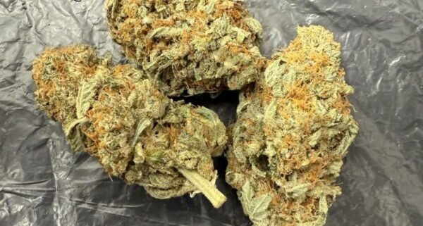 Alien-Dawg-3.5G-25-THC-INDICA-.jpg